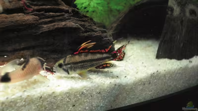 KZBB (m) und Panda-Wels futtern rote Mülas von Stephan (13)