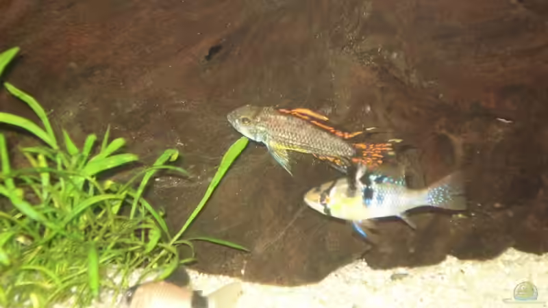 KZBB (m) und SBB (m) von Stephan (10)