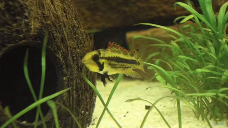 Aquarien mit Kokosnuss (Kokosnusshöhlen)