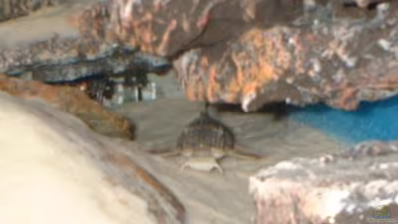 L - 121 >> Wurmlinienwels von Patrick Rall (15)