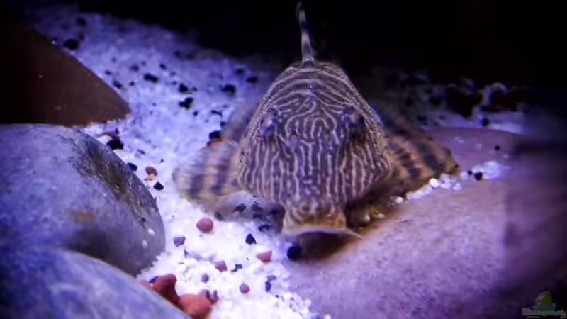 L - Wels  von snooze (105)