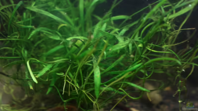 L. brasiliensis von Falk (11)