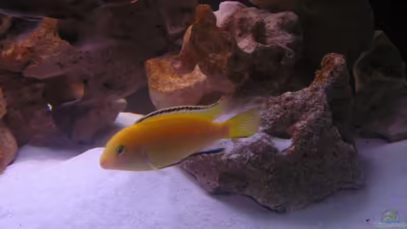 L. caeruleus M von wuk12 (8)