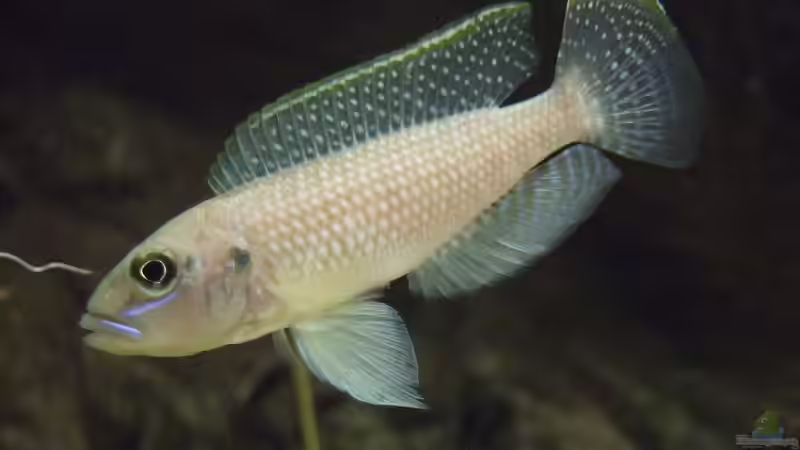 L. callipterus Männchen imponiert von Alex Stark (21)