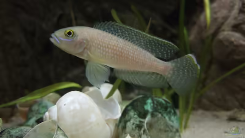 L. callipterus Männchen über seinem Nest von Alex Stark (19)