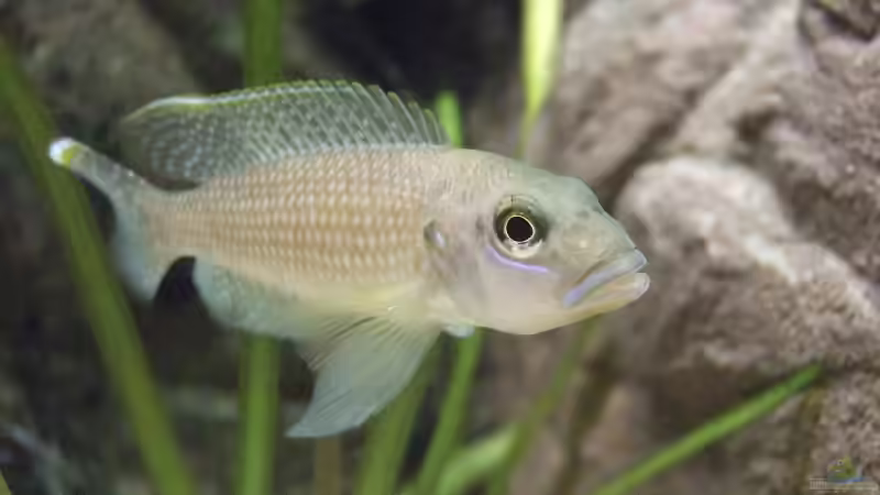 L. callipterus Männchen von Alex Stark (20)