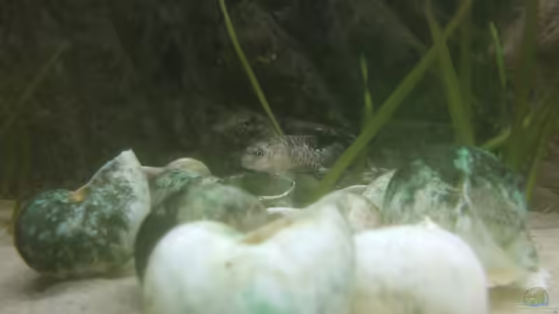 L. callipterus Weibchen in Laich-/Brutfärbung beim Brüten von Alex Stark (22)