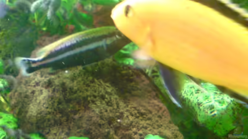 L. Careleus Männchen im Hintergrun M. Auratus von Dennis Feldhaus (7)