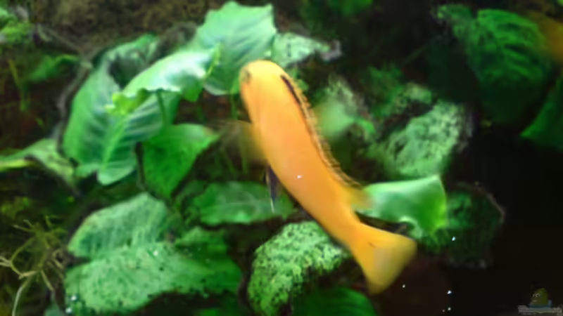 L. Careleus Männchen von Dennis Feldhaus (5)