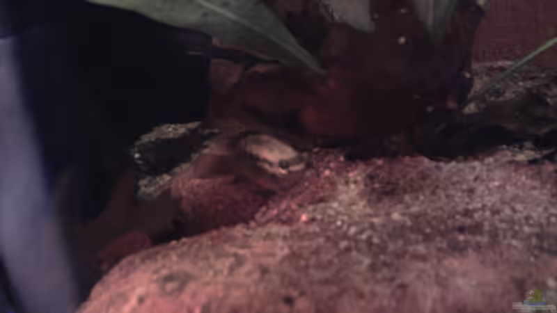 L. dorsigera / 20.07.2013 / mit´m Handy von Südamerikafreak BK (74)