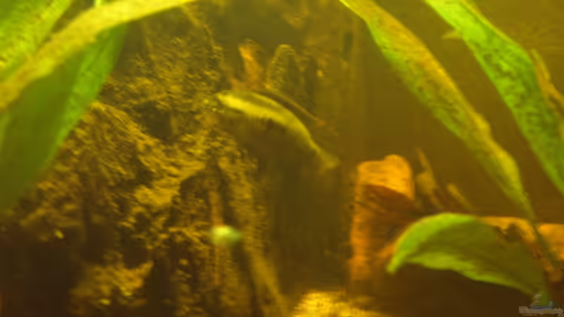 L. dorsigera 16.07.2013 von Südamerikafreak BK (76)