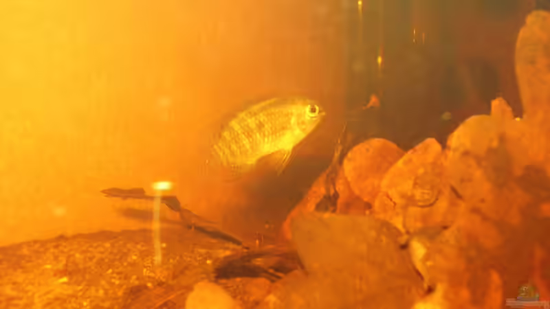 L. dorsigera am 15.06.2013 m. Blitz von Südamerikafreak BK (77)