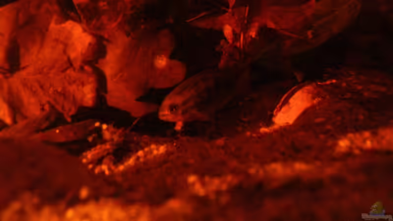 L. dorsigera im Laub unterwegs / 15.06.2013 von Südamerikafreak BK (78)