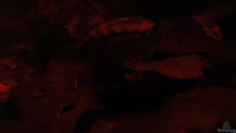 L. dorsigera im Laub unterwegs die 2te / 15.06.2013 von Südamerikafreak BK (79)