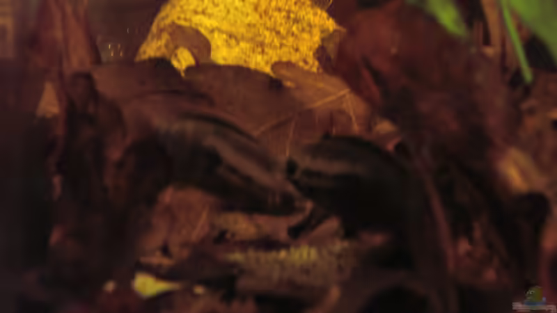 L. dorsigera mit Gelege 18.07.2013 von Südamerikafreak BK (71)