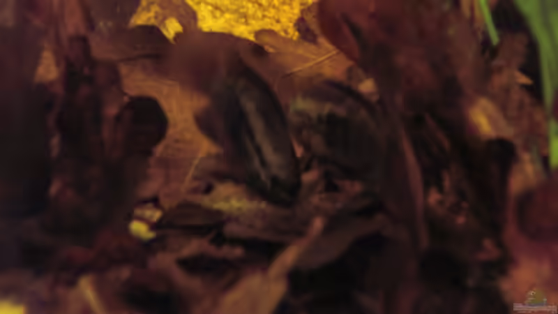 L. dorsigera mit Gelege die 2te / 18.07.2013 von Südamerikafreak BK (72)