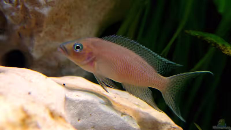 L. falcicula M von Mario Schantl (6)