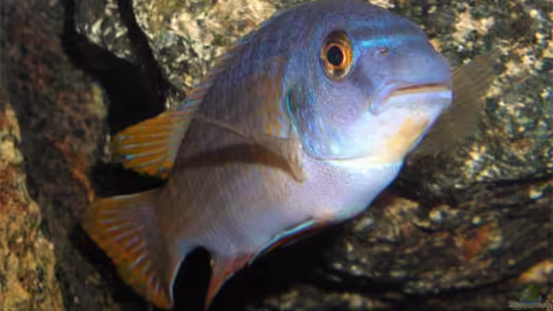 L. fuelleborni von Krzysztof Kowalski (3)