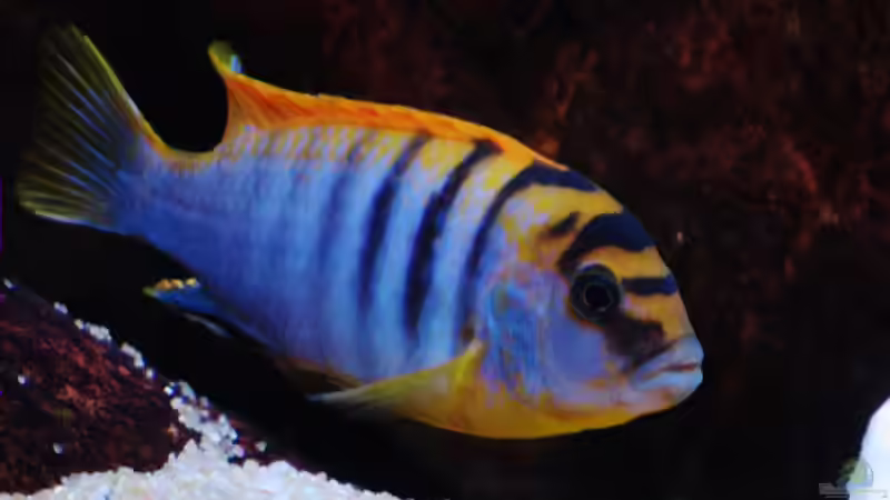 L. hongi, Bock von Tilo Schmiedl (17)