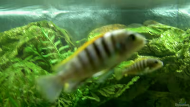 L. hongi ´Red Top´ von Thorsten Peetz (25)