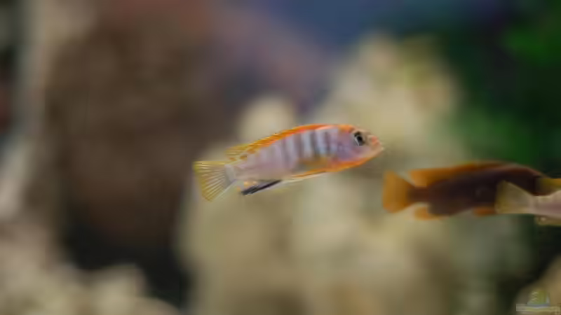 L. Hongi von Swen Rengers (3)