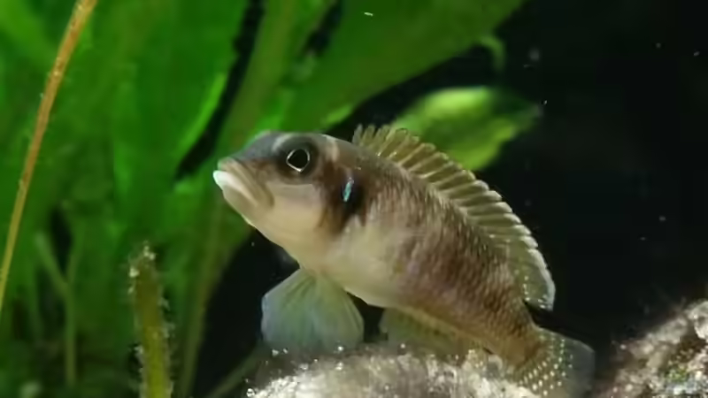 L. Ocellatus gold ´Isanga´ von Bitman (14)