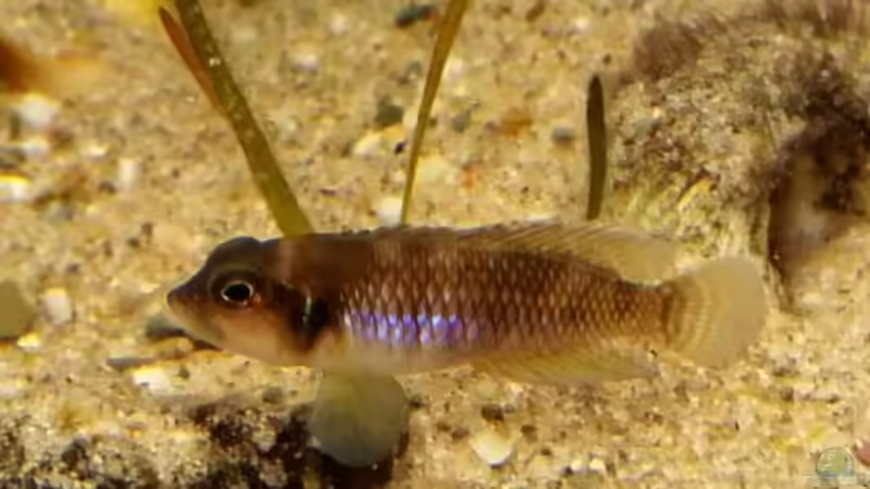 L. Ocellatus gold ´Isanga´ von Bitman (17)