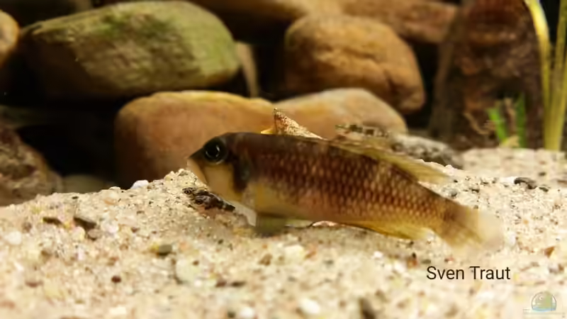 L. Ocellatus gold ´Isanga´ von Bitman (20)