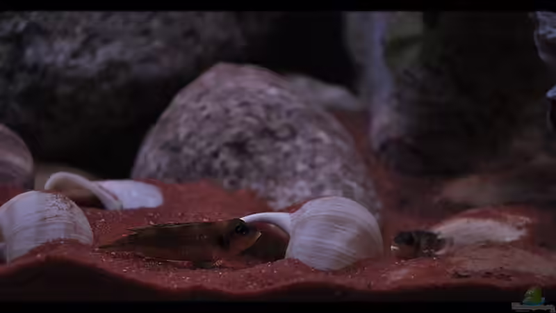 L. ocellatus Mix (1) - ...erste Annäherungsversuche...:-) von ***ELLIS*** (61)