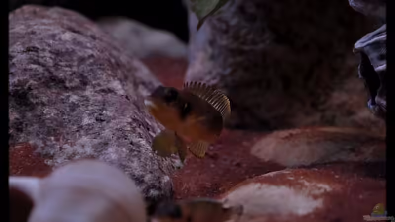 L. ocellatus Mix (2) - ICH will DICH...! von ***ELLIS*** (62)