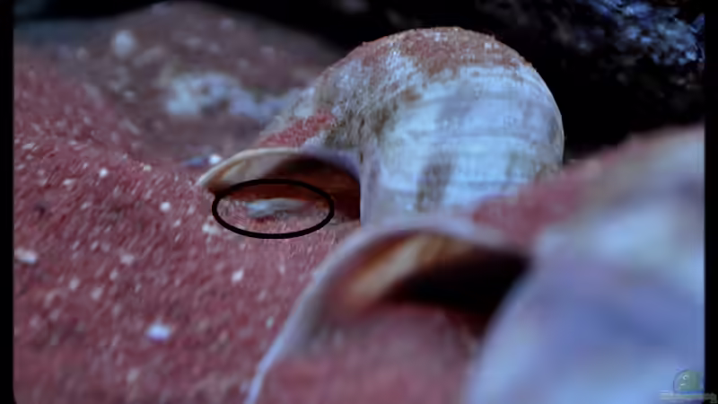 L. ocellatus Nachwuchs (2) von ***ELLIS*** (64)