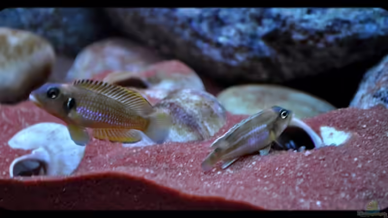 L. ocellatus Nachwuchs (4) - im linken Schneckenhaus sind auch Jungfische, die Papa bewacht...:-))) von ***ELLIS*** (66)