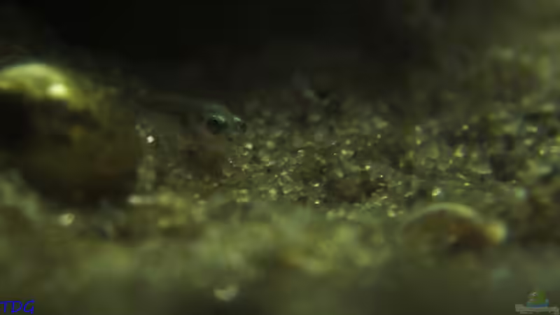 L. ocellatus Nachwuchs von TDG (22)