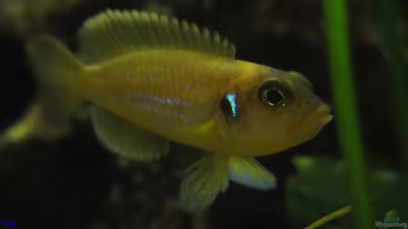 L. ocellatus Weibchen beschützt den Nachwuchs von TDG (20)