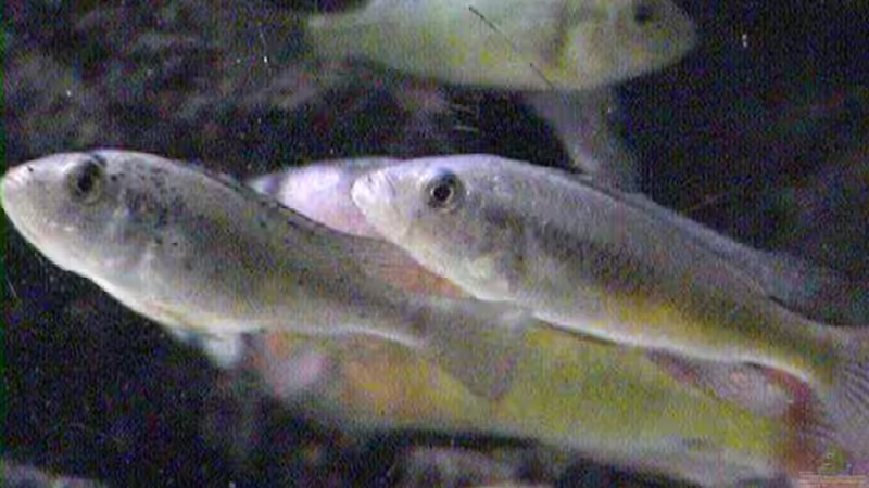 L. sp.  von Stanislav Kislyuk (12)