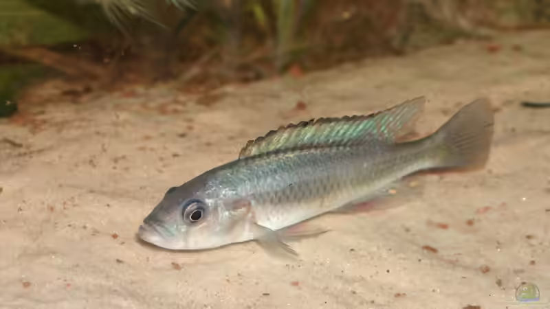 L. sp. ´Mathumbi Hunter´, M, die Fische sind nur selten am Boden zu sehen von Stanislav Kislyuk (16)