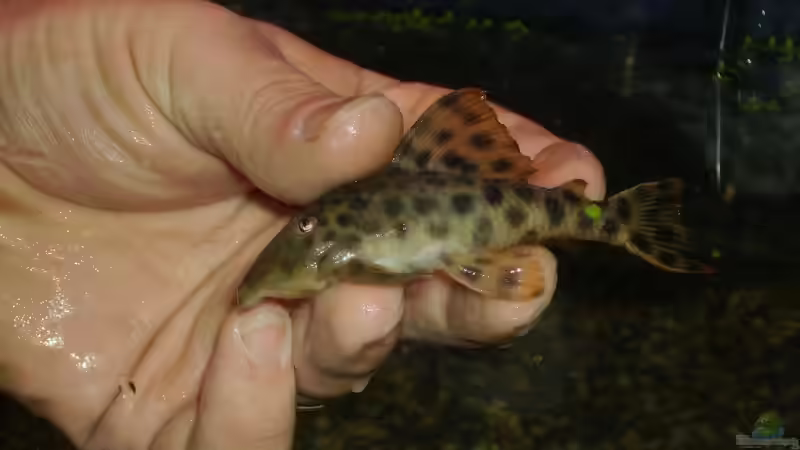 L-006 von Robert Kolovrat (25)