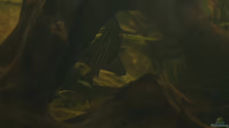 L 027 von Michael Schilling (9)