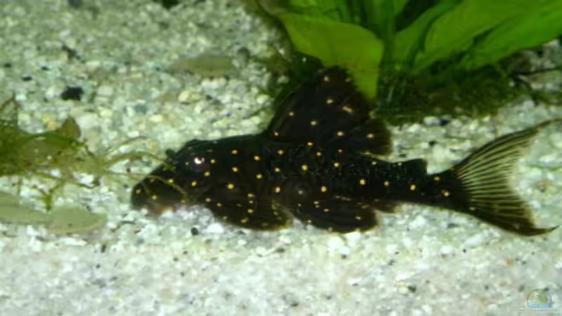 L 030 von Michael Schilling (22)