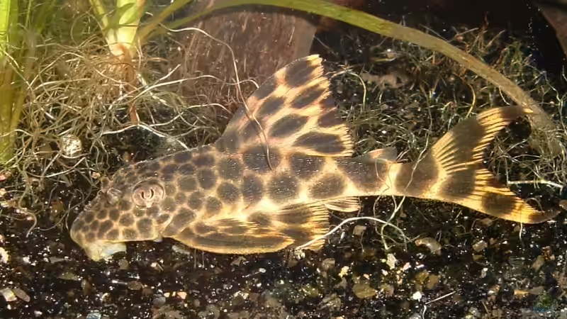 L 075 Ancistomus sp von Titan (15)