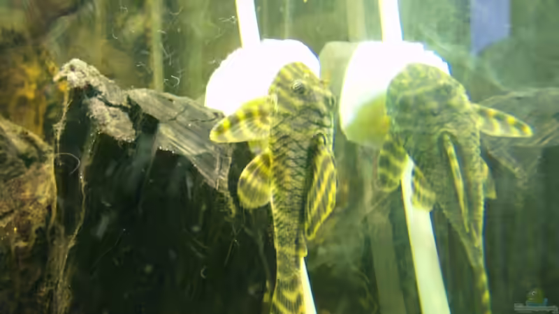 L 080 Männchen beim Kartoffel essen von Michael Meyer (13)