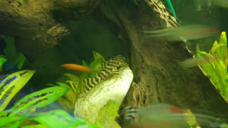 L 080 von Michael Meyer (19)