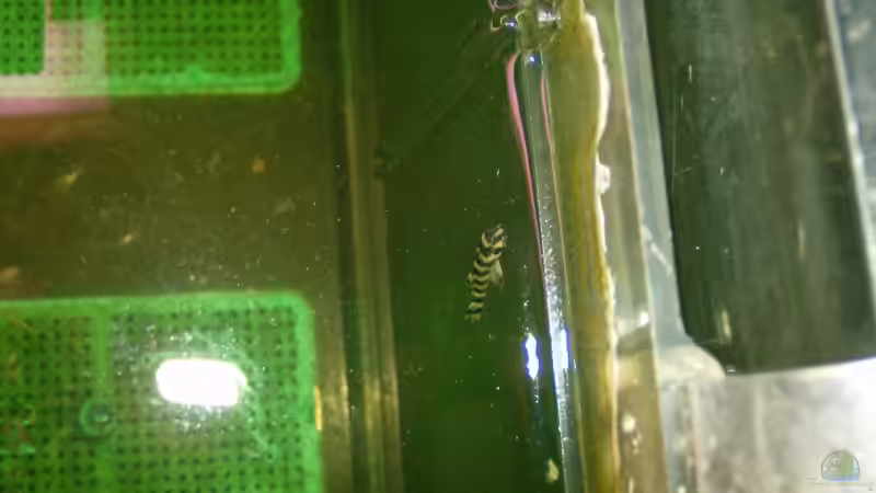 L 080 WF nachzucht schätzungsweise 2 Wochen alt von Michael Meyer (17)