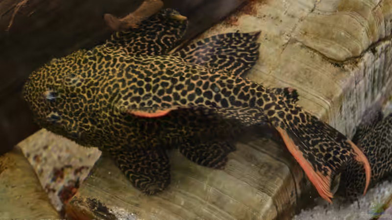 L 114 bei der Arbeit - Part II von GGuardiaNN (40)