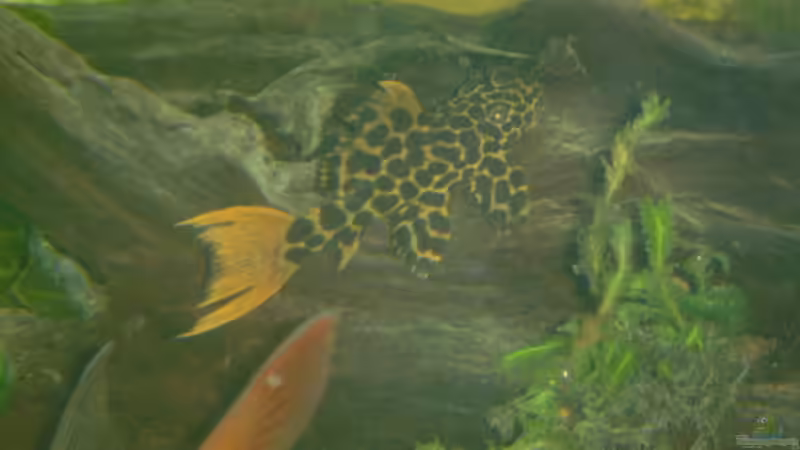 L 114 von Michael Schilling (25)