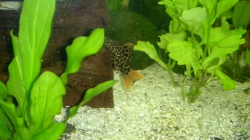 L 114 von Michael Schilling (33)