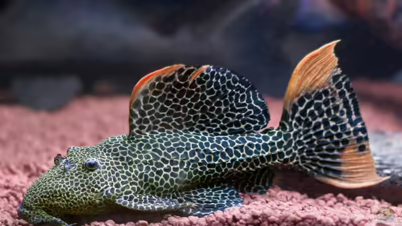 L-114 von panaque67 (8)