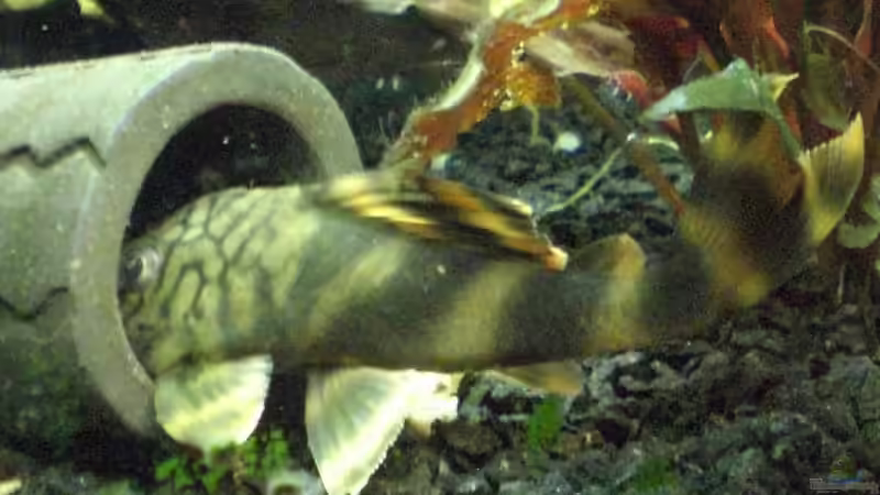 L-121 von Oliver Bäcker (13)