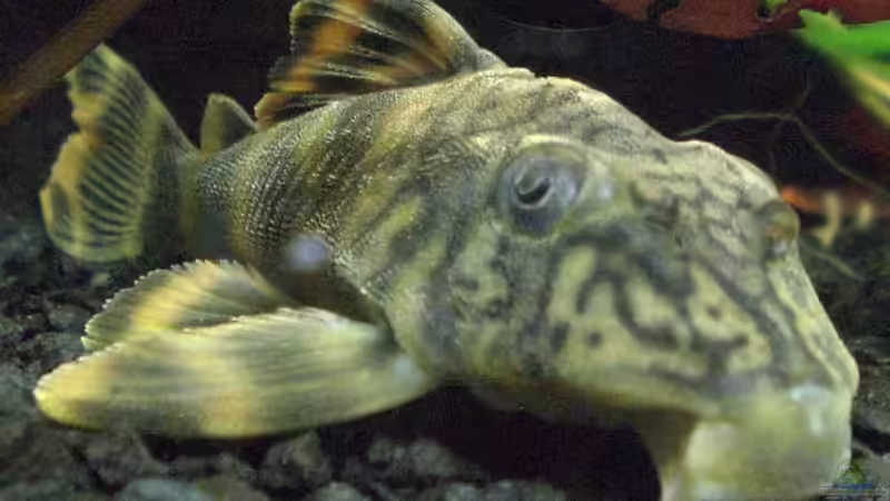 L-121 von Oliver Bäcker (14)