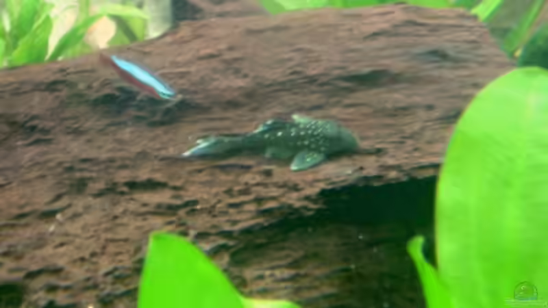 L 128 von Michael Schilling (35)